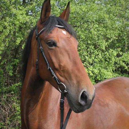 Reiterhof Mueller Baschuetz