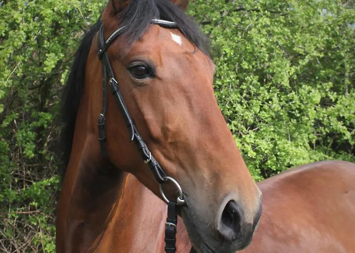 Reiterhof Mueller Baschuetz